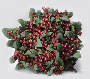 HYPERICUM ROCKY ROMANCE 70